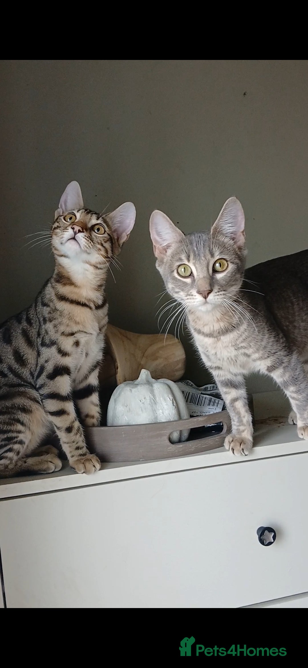 Bengal cats for sale: BENGAL X Kittens ♡ 1 LEFT! BLUE BOY 🩵 - Advert 4