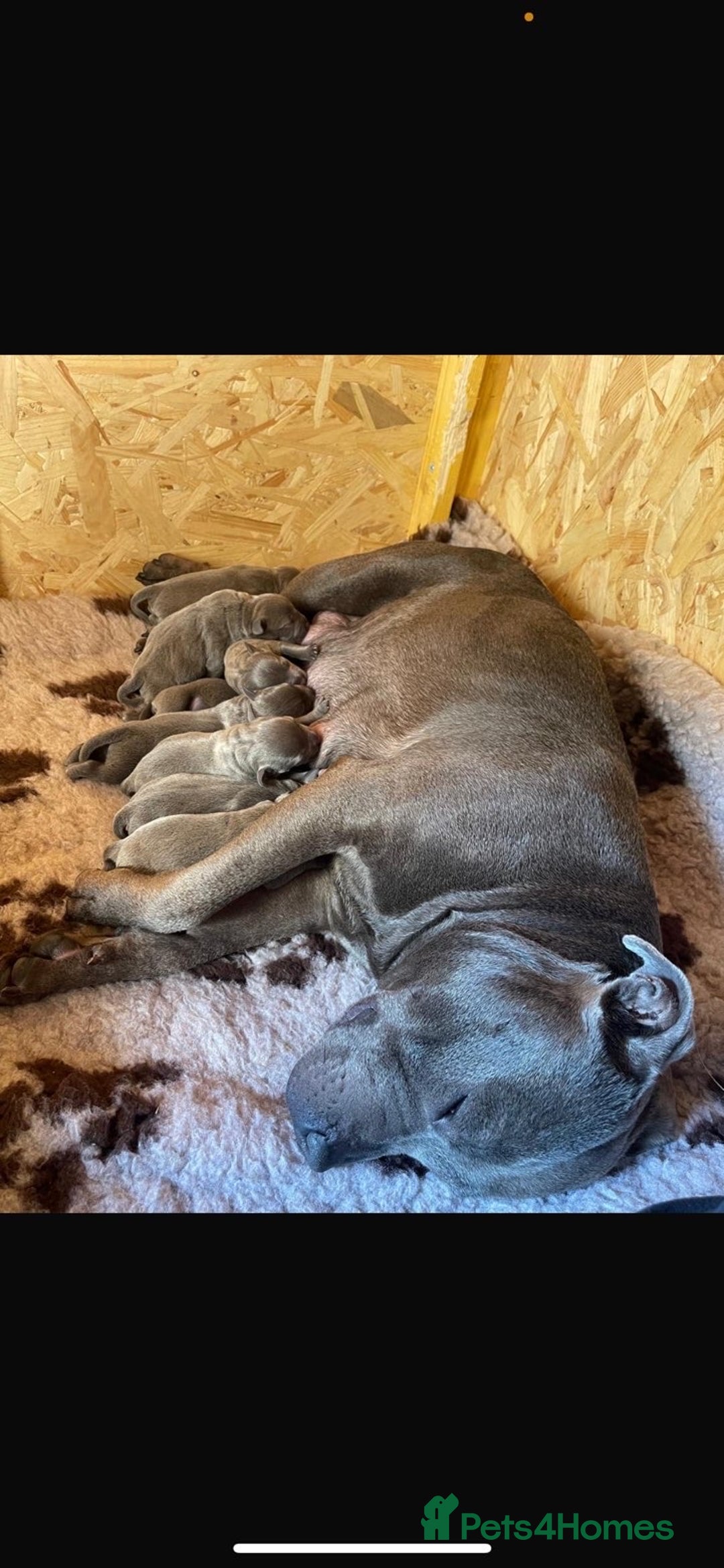 Staffordshire Bull Terrier dogs for sale: STUNNING CHAMPION BRED LITTER - Image 22