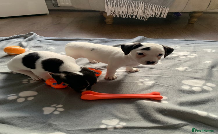 Jack Russell dogs - Advert 3