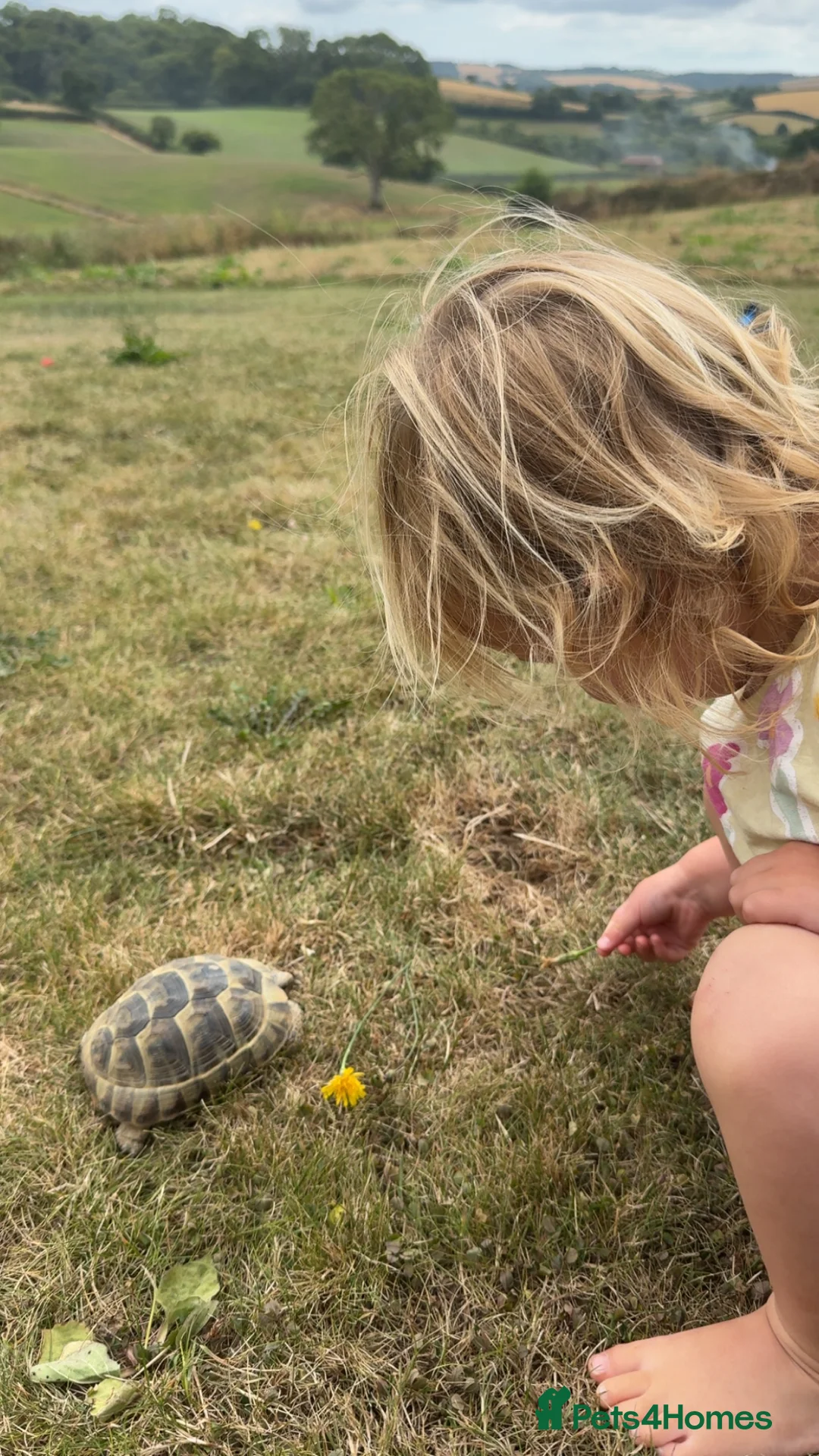 Hermann Tortoise reptiles for sale: Hermann Tortoise  in Newton Abbot - Advert 2