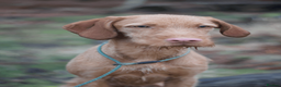 Hungarian Vizsla dogs for sale: KC Registered Hungarian Wirehaired Vizsla Puppies  in Wigan - Advert 10