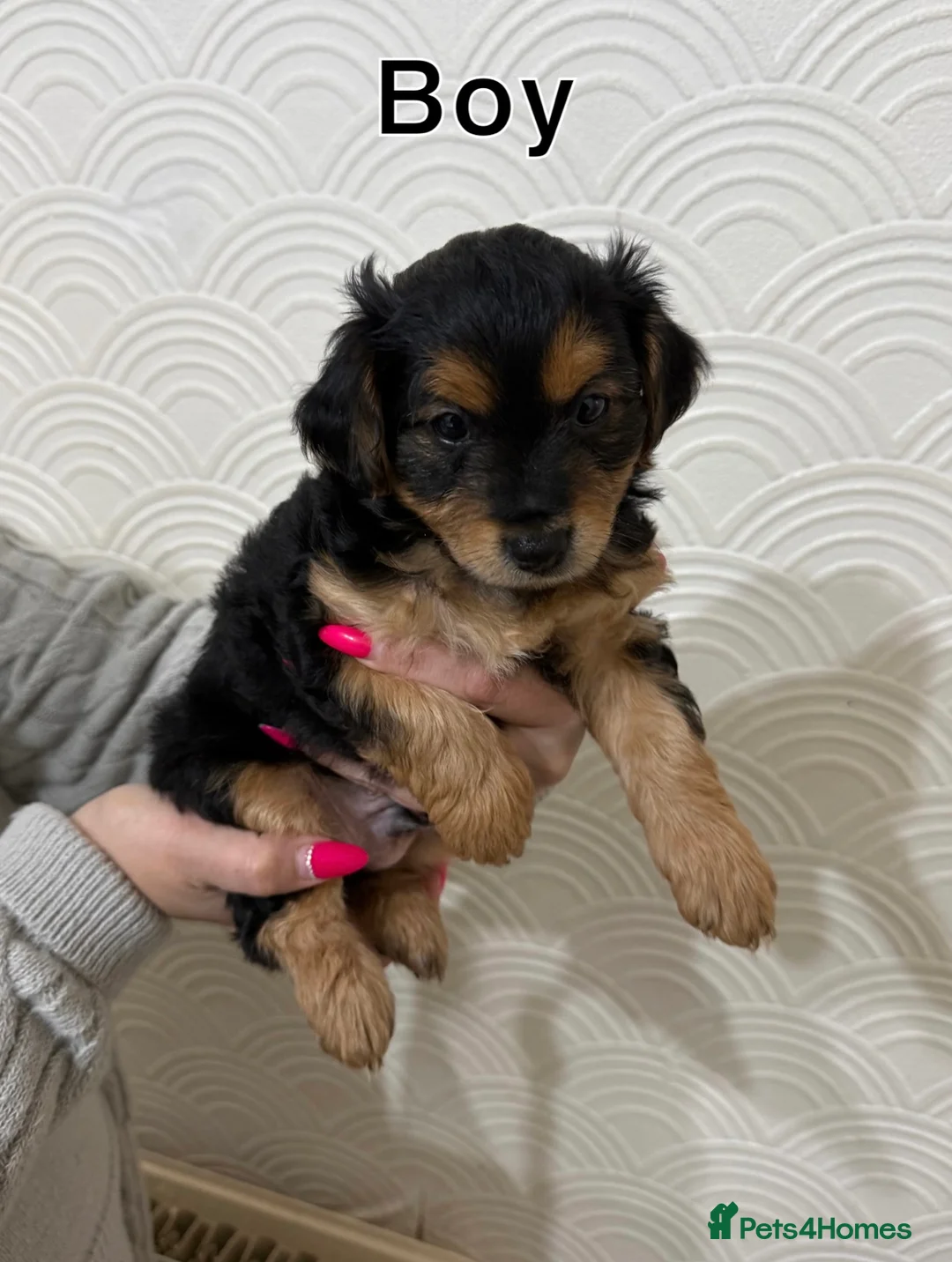 Yorkiepoo dogs for sale: Yorkipoo Puppies  - Advert 9