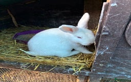 Rex rabbits for sale: Velvet Rex and standard Rex handled often - Advert 1