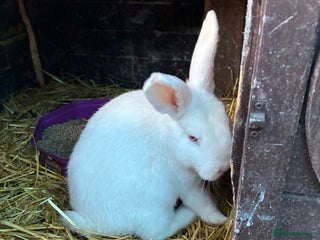 Rex rabbits Velvet Rex and standard Rex handled often - Advert 1