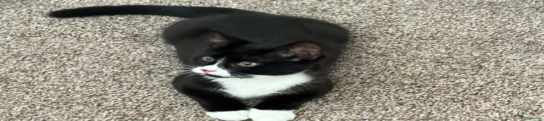 Tuxedo Male Kitten
