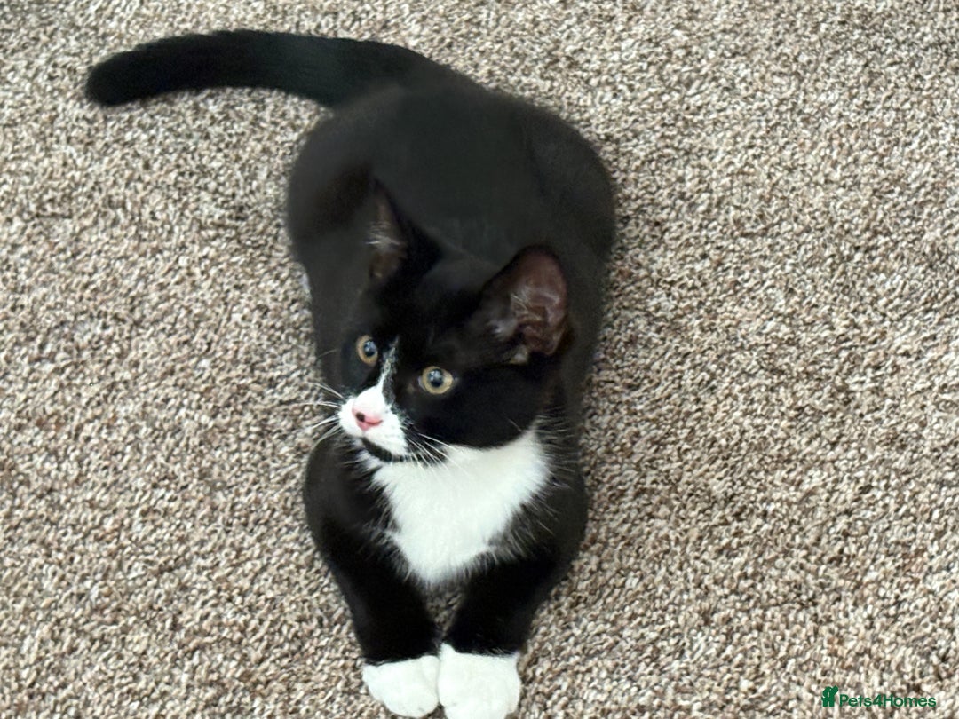 Mixed Breed cats for sale: Two mixed breed kittens for sale - Image 3
