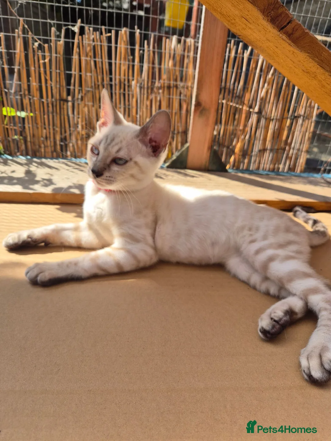 Bengal cats for sale: Bengal x Siamese Kittens  - Advert 7