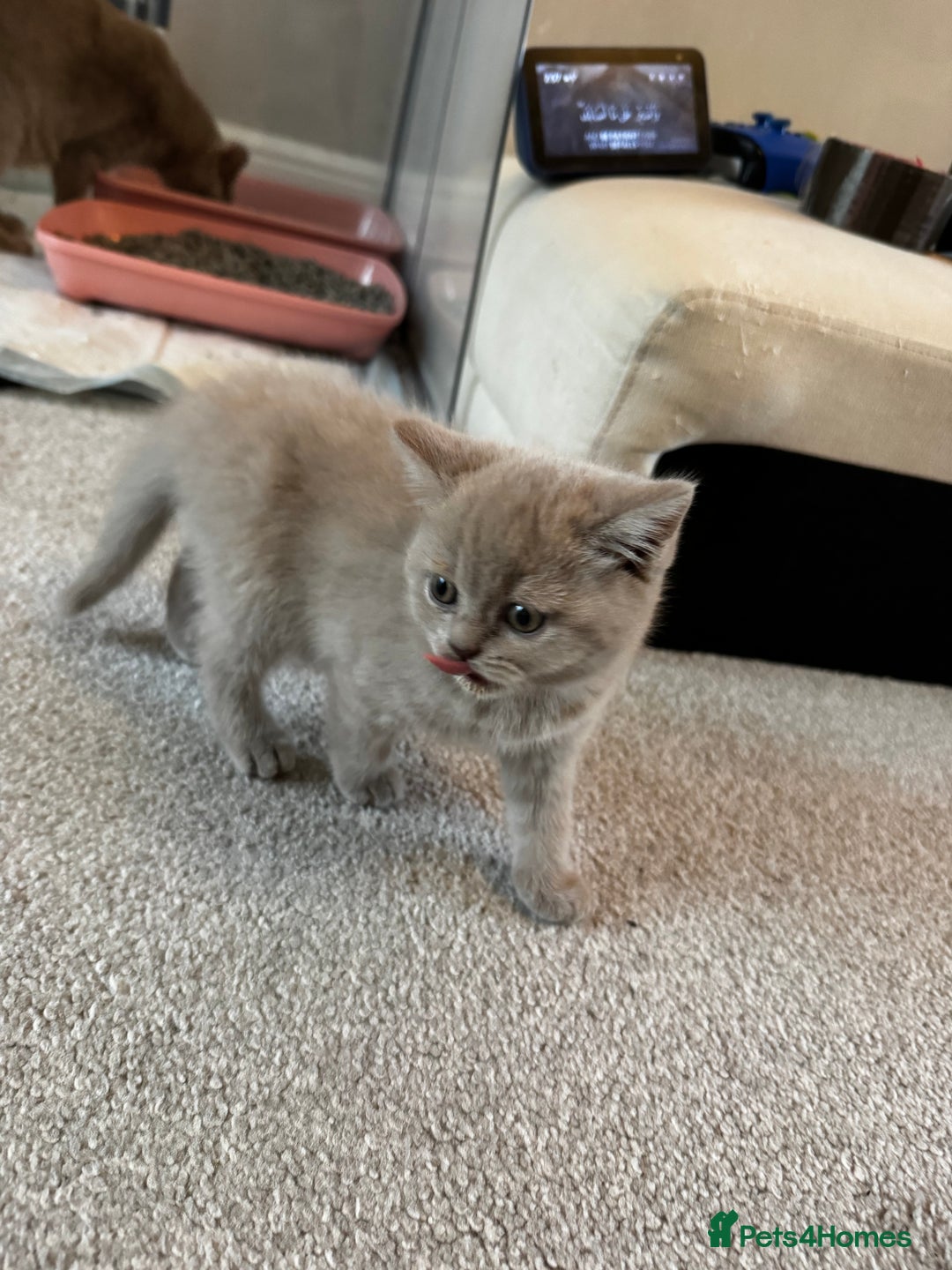 British Shorthair cats for sale: Beautiful Lilac BSH Kittens – Pedigree Parents - Advert 5