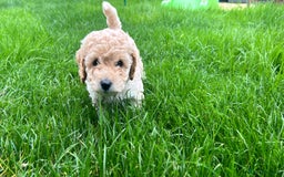 Cavapoo dogs for sale: DNA & HEALTH TESTED- F2b Cavapoo Puppies Expected  - Image 4