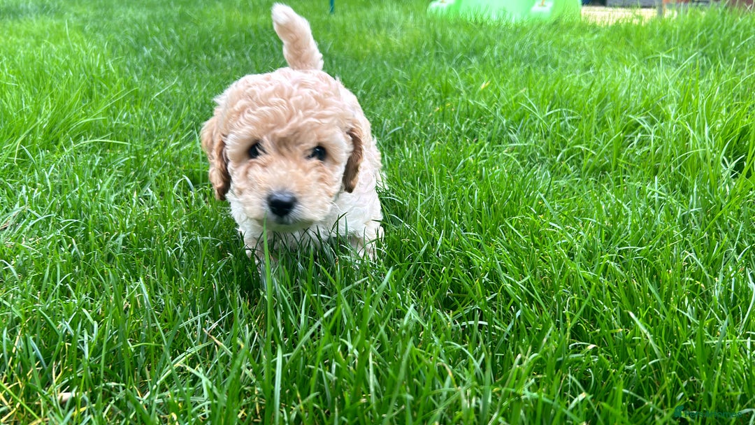 Cavapoo dogs for sale: DNA & HEALTH TESTED- F2b Cavapoo Puppies Expected  - Image 4