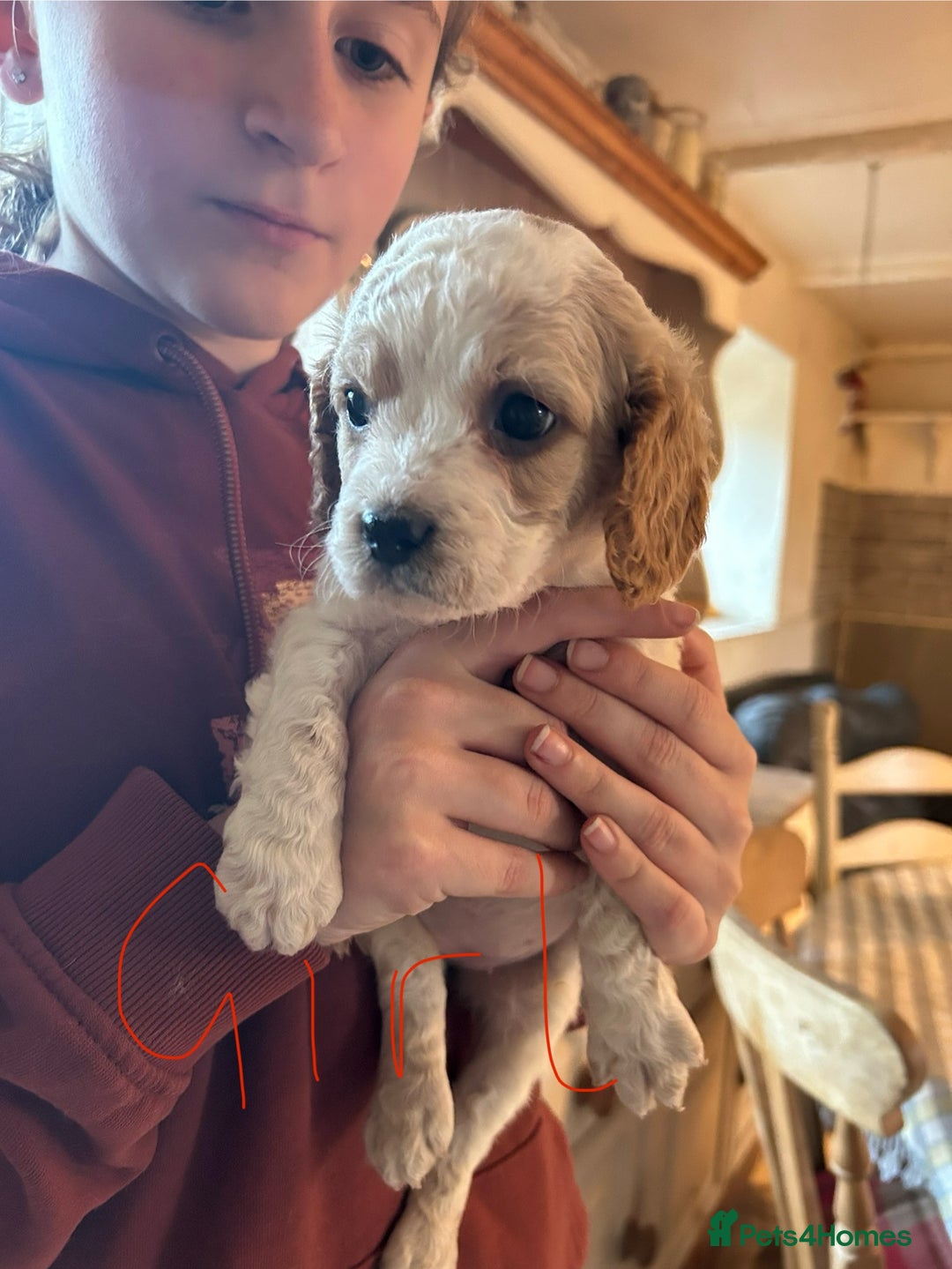 Cavapoo dogs for sale: Beautiful Cavapoo puppies  - Advert 18
