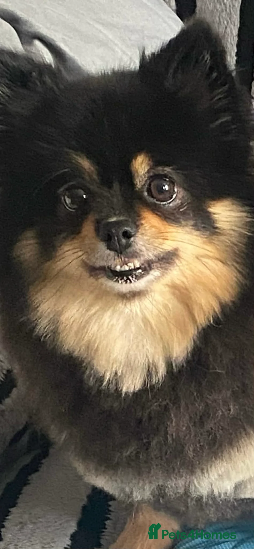 Pomeranian dogs for sale: Alexe in Coventry - Advert 1