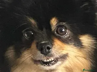 Pomeranian dogs Alexe in Coventry - Advert 2