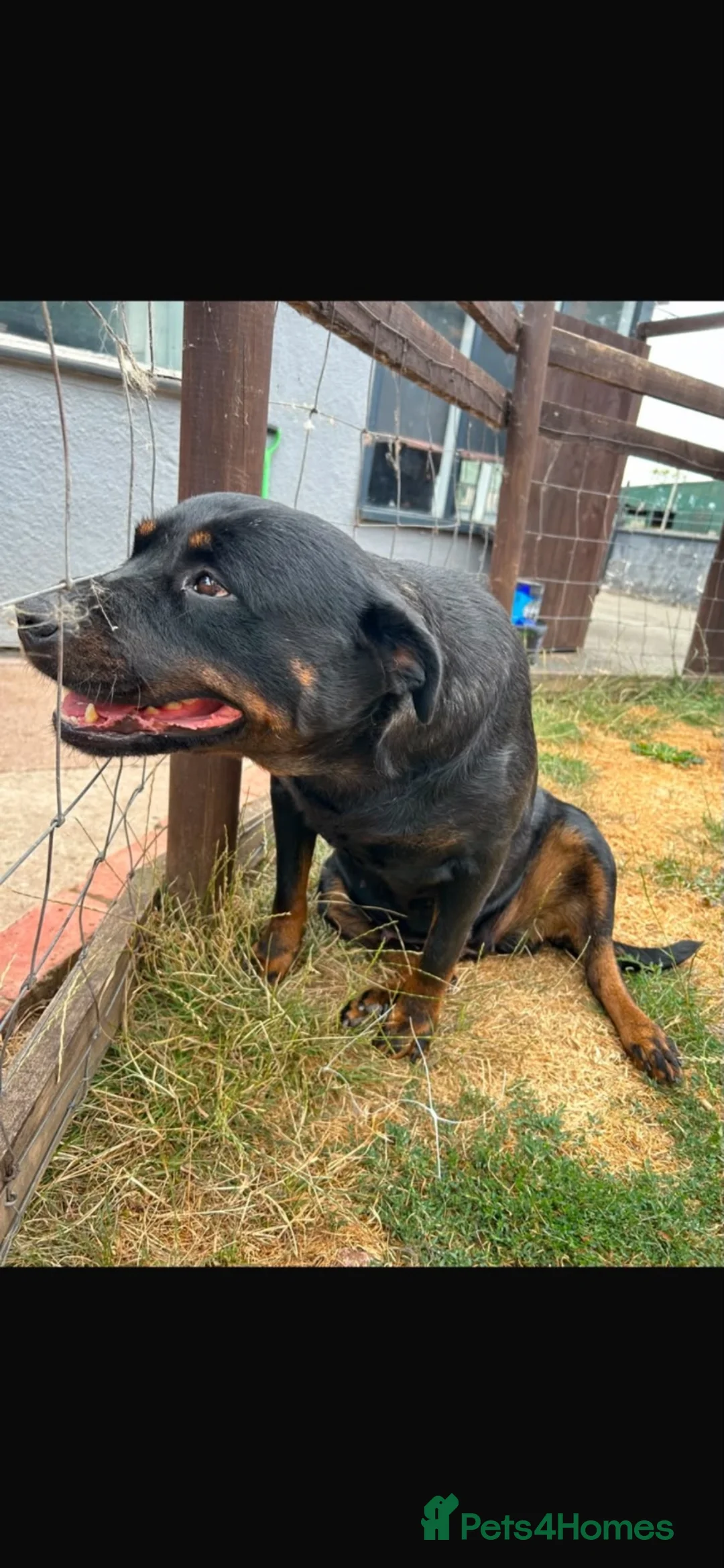 Rottweiler dogs for sale: Our beloved Lola is looking for a forever home!   - Advert 4