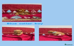 Cavapoo dogs for sale: F1B Cavapoo - Advert 6