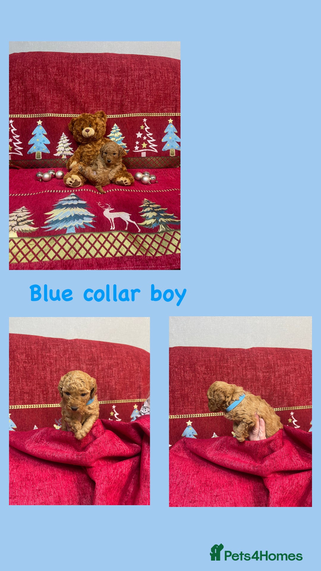 Cavapoo dogs for sale: F1B Cavapoo - Advert 6