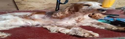 Cocker Spaniel dogs for sale: Quality show type puppies by Mango  - Advert 3