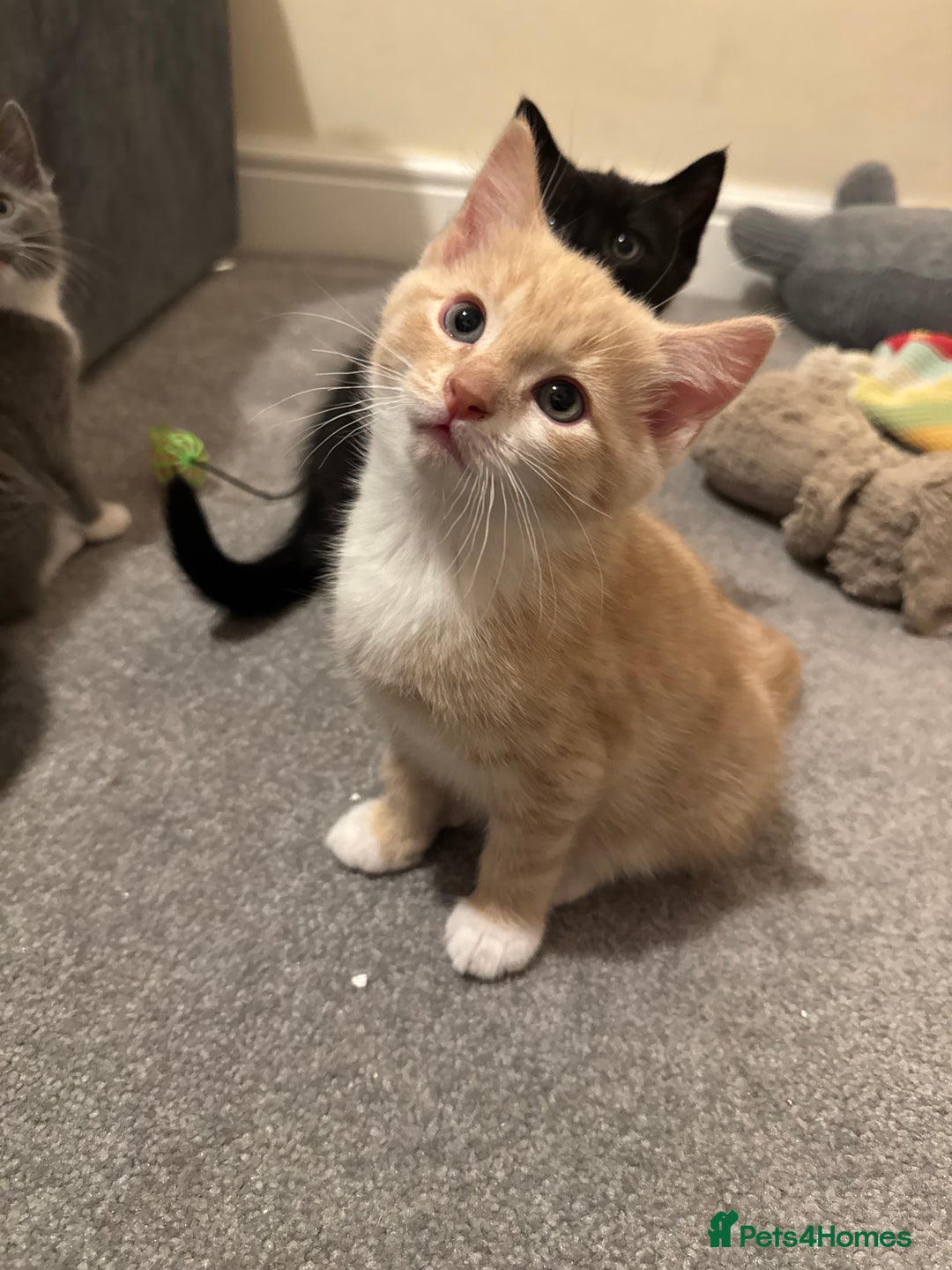 Mixed Breed cats for sale: Kittens for Sale - Advert 7