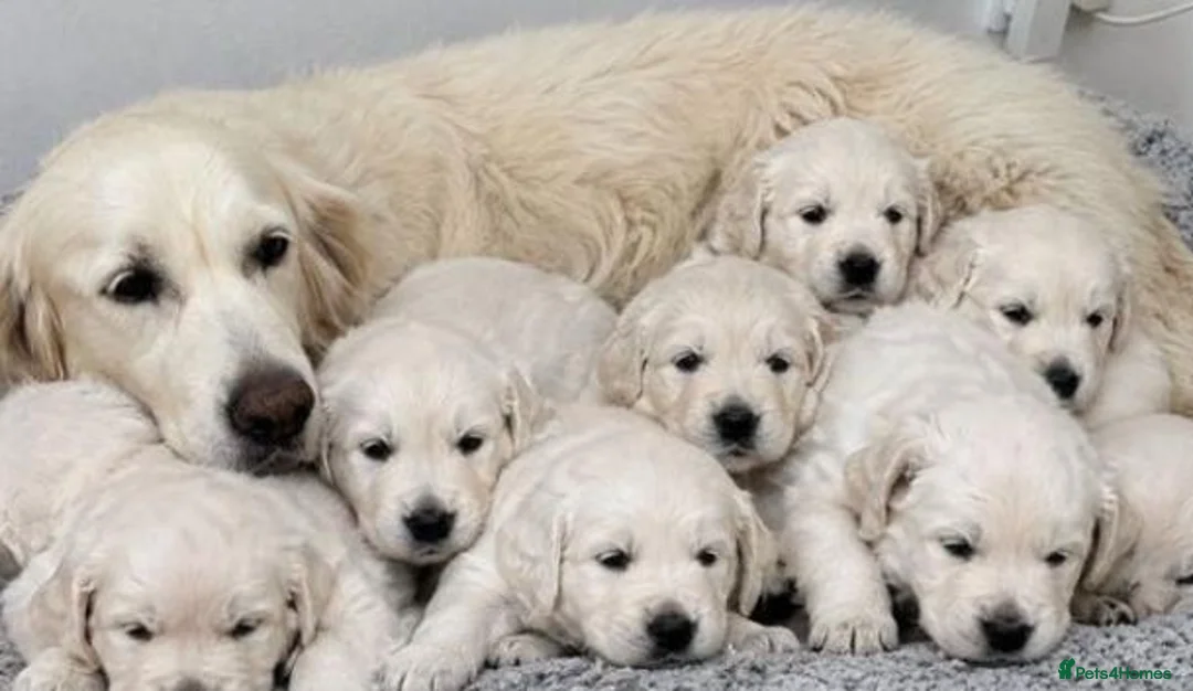 Golden Retriever dogs for sale: Beautiful Golden Retriever Puppies – English Cream in Bushey - Advert 1