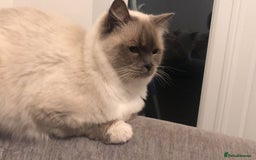 Ragdoll cats for sale: 2 x GCCF Registered Ragdolls for Sale - Image 7
