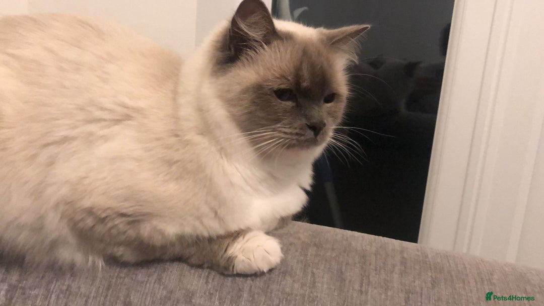 Ragdoll cats for sale: 2 x GCCF Registered Ragdolls for Sale - Image 7