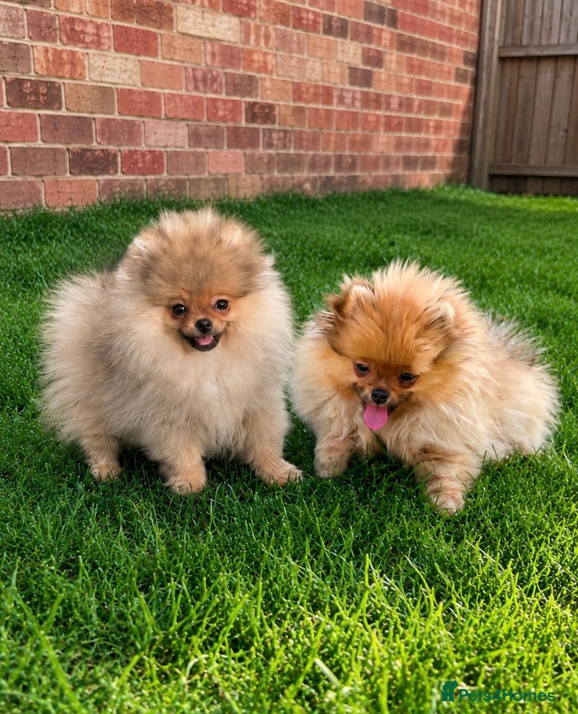 Pomeranian dogs Super Tiny🐻Teddy Face🏆KC - Advert 1