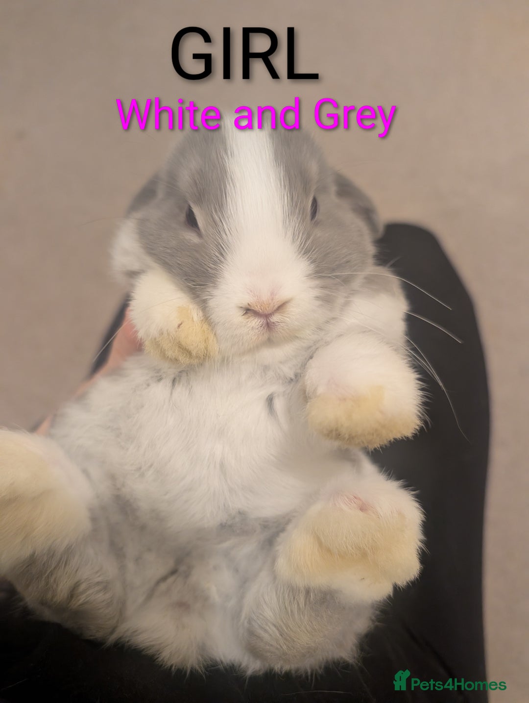 Mini Lop rabbits for sale: Mini loop  - Image 6
