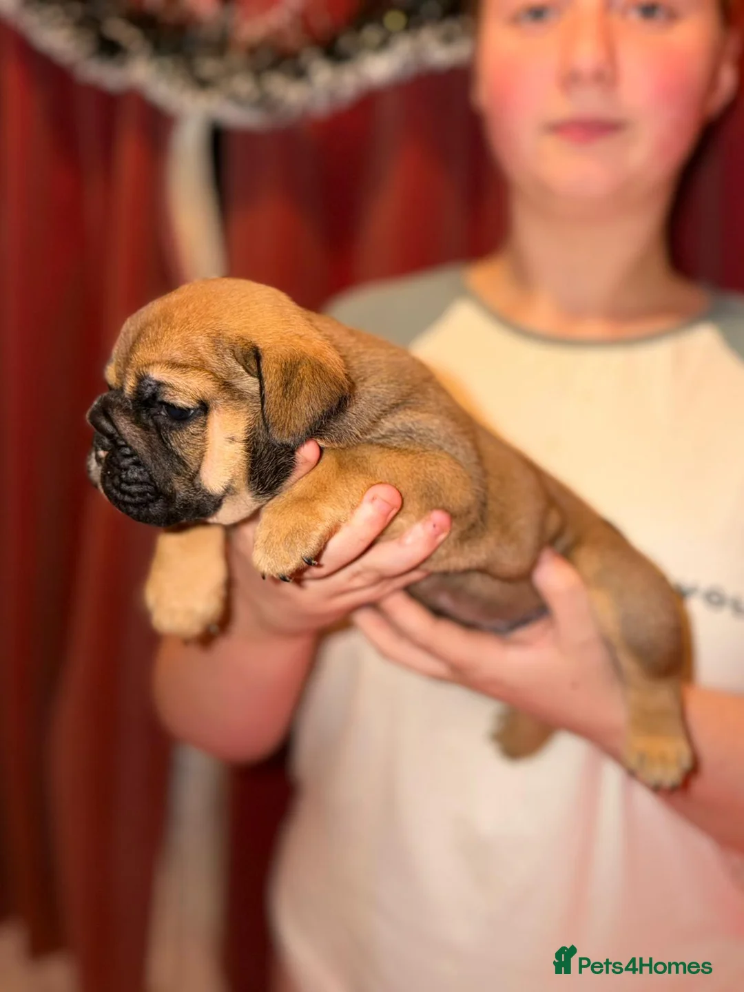 English Bulldog dogs for sale: English Bulldog Puppies Rare Coloured Ready now! - Advert 35
