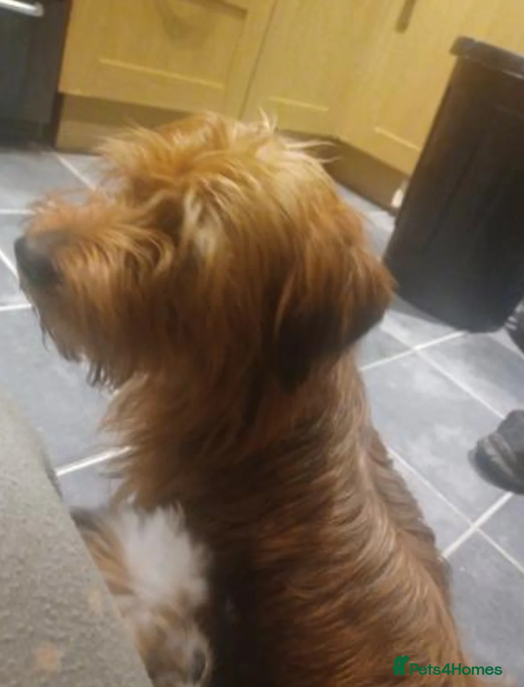 Mixed Breed dogs for sale: Dachshund Lhasa cross Male - Advert 8