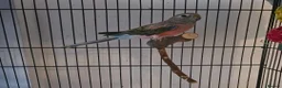 Parakeets birds for sale: 2 bourkes for sale with cage in Slough - Advert 2