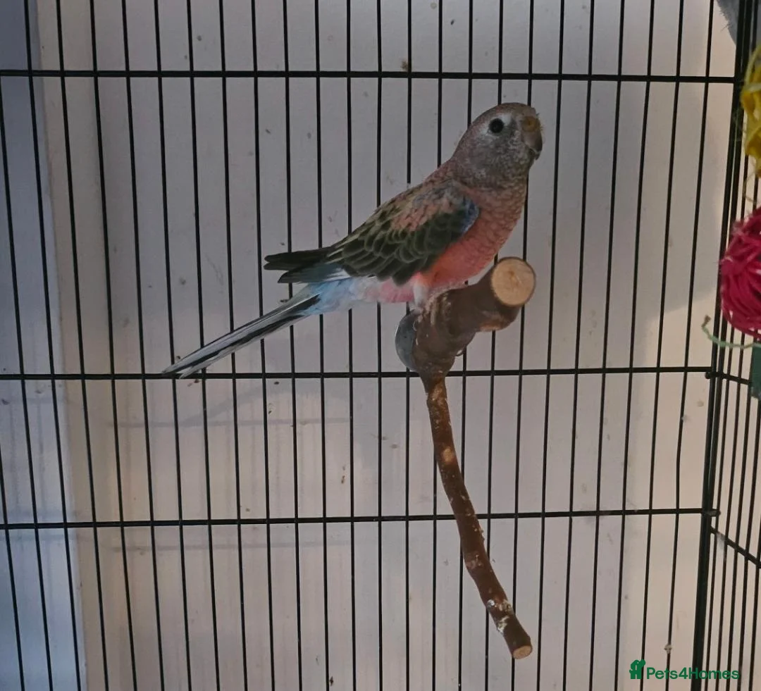 Parakeets birds for sale: 2 bourkes for sale with cage in Slough - Advert 2