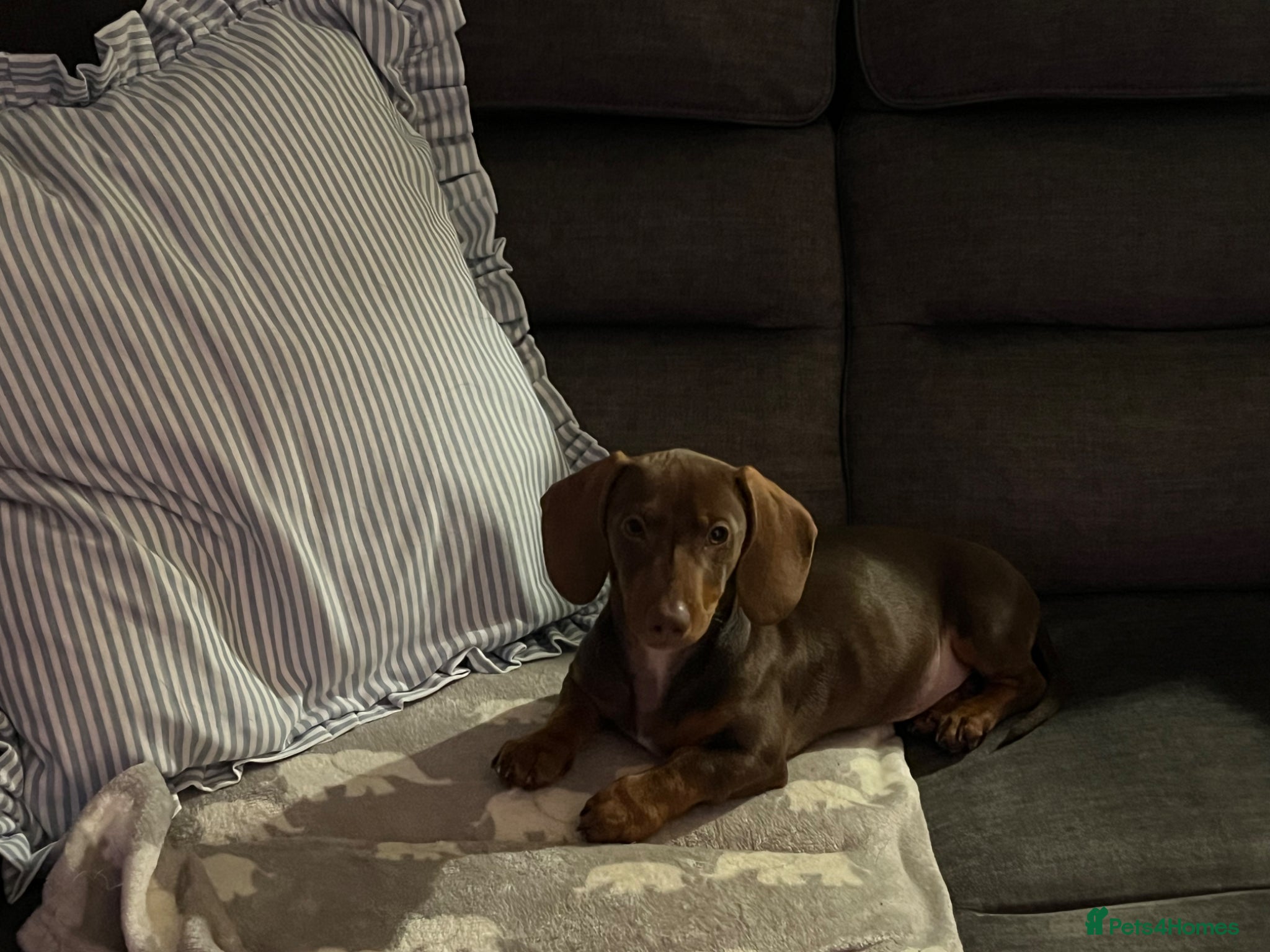 Miniature Dachshund dogs Beautiful girl - Advert 3