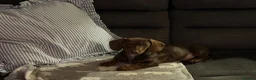 Miniature Dachshund dogs for sale: Beautiful girl - Advert 1