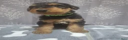 Airedale Terrier dogs for sale: Gorgeous Airedale Litter! - Advert 3