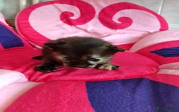 Mixed Breed cats for sale: 3 stunning kittens - Image 4