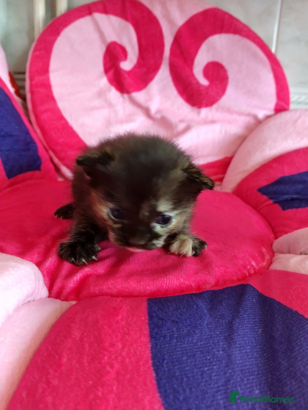 Mixed Breed cats for sale: 3 stunning kittens - Image 4