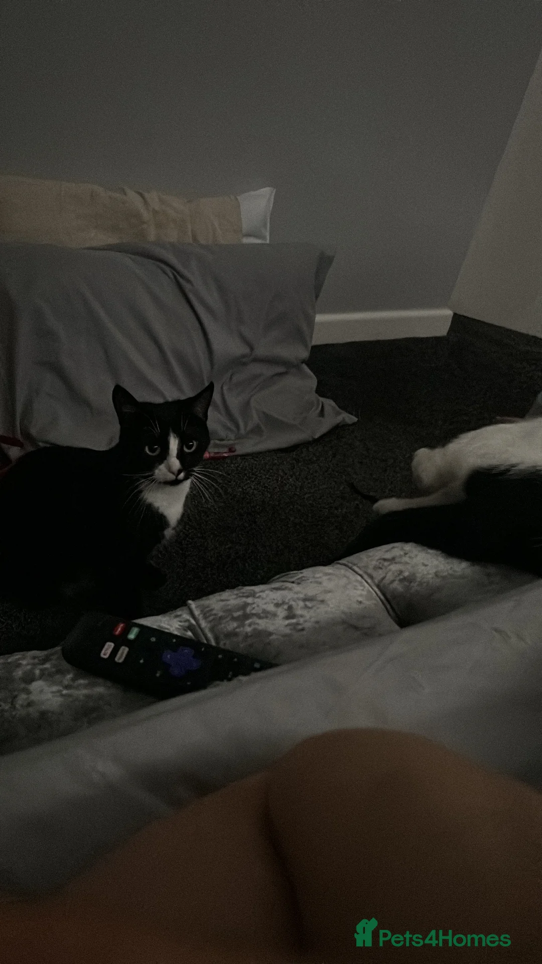 Domestic Shorthair cats for sale: Kittens - Advert 2