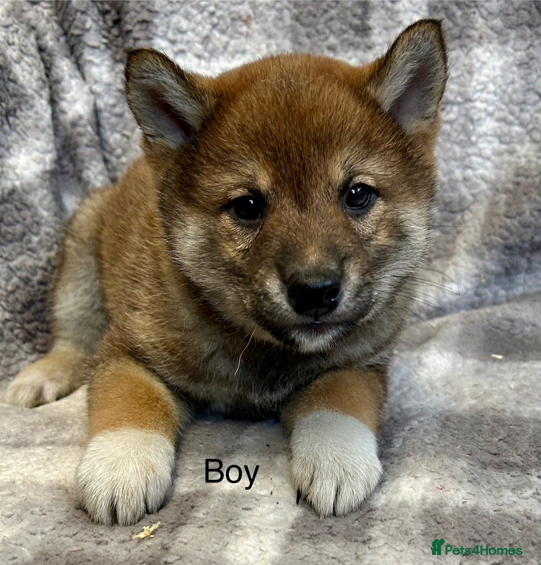 Japanese Shiba Inu dogs for sale: Stunning litter of Japanese Shiba Inu puppies  - Advert 4
