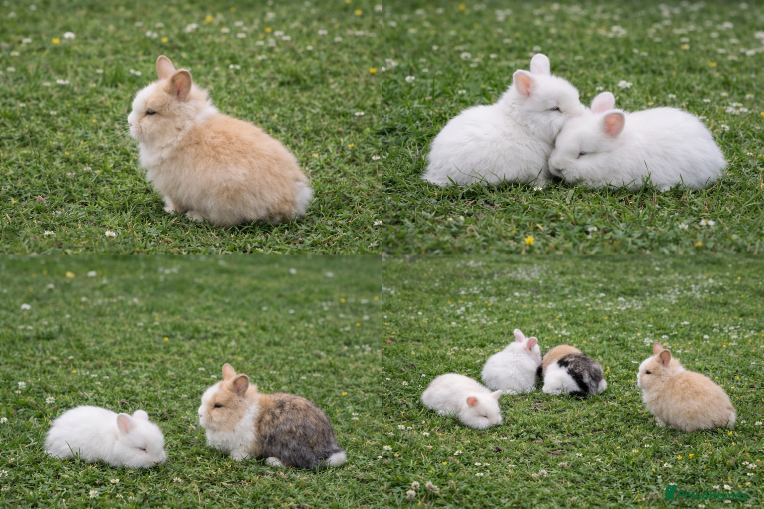 Lionhead rabbits Lionhead  - Advert 15