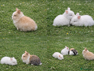 Lionhead rabbits Lionhead - Advert 15