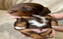 Miniature Dachshund dogs for sale: Stunning Kc Reg Long Hair Mini Dachshund puppies  - Image 20