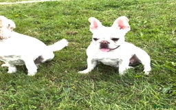 French Bulldog dogs for sale: Such a honest little lady - Image 14