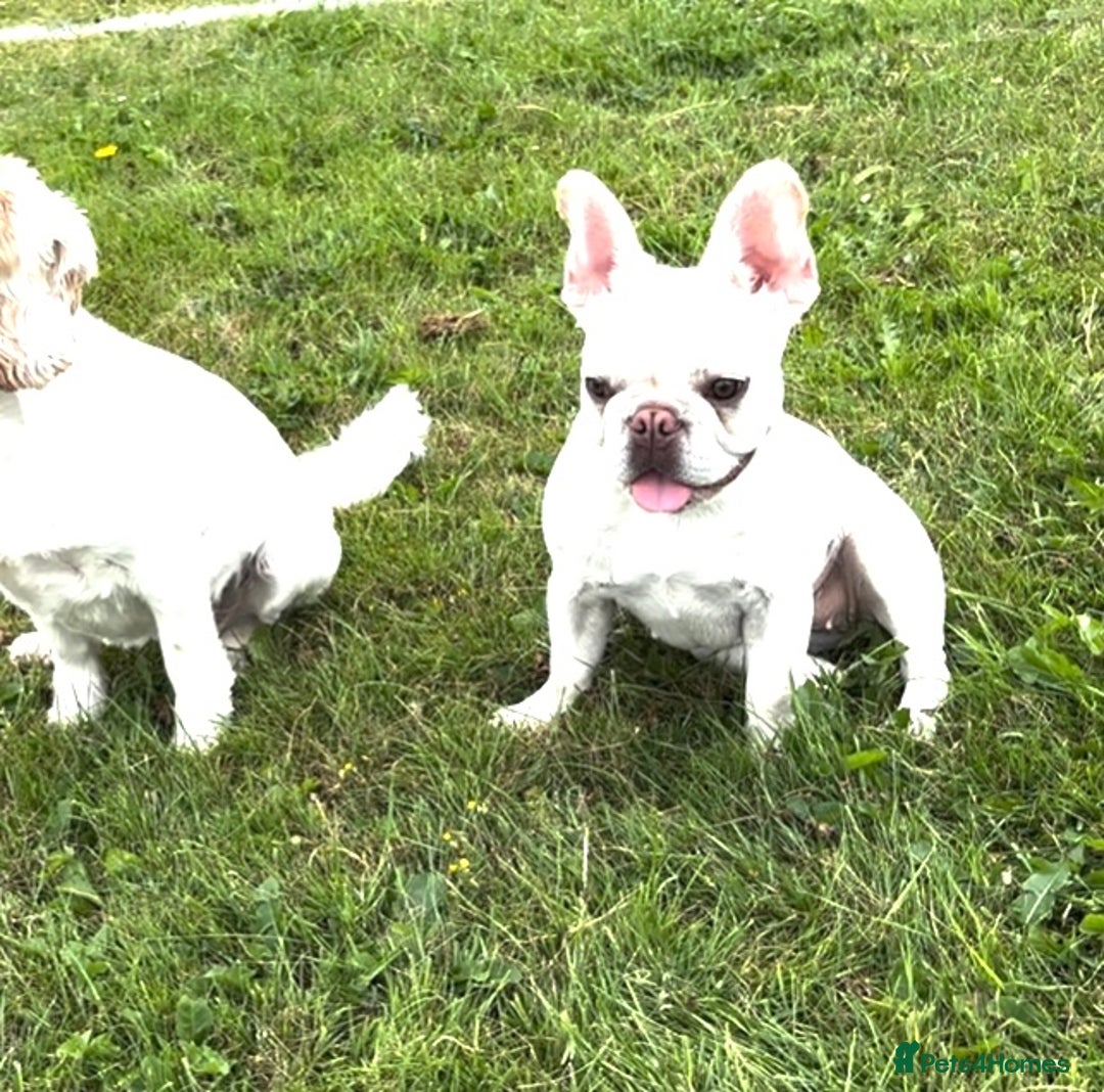 French Bulldog dogs for sale: Such a honest little lady - Image 14