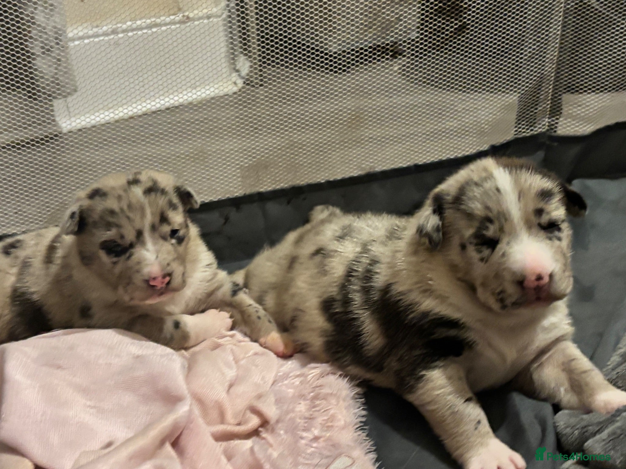 Mixed Breed dogs Beautiful Chunky pups  - Advert 1