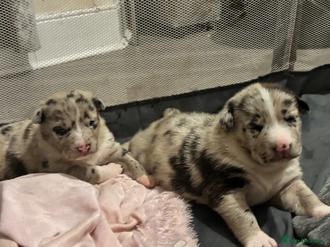 Mixed Breed dogs for sale: Beautiful Chunky pups  - Advert 1