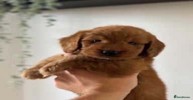 Cockapoo dogs - Advert 12