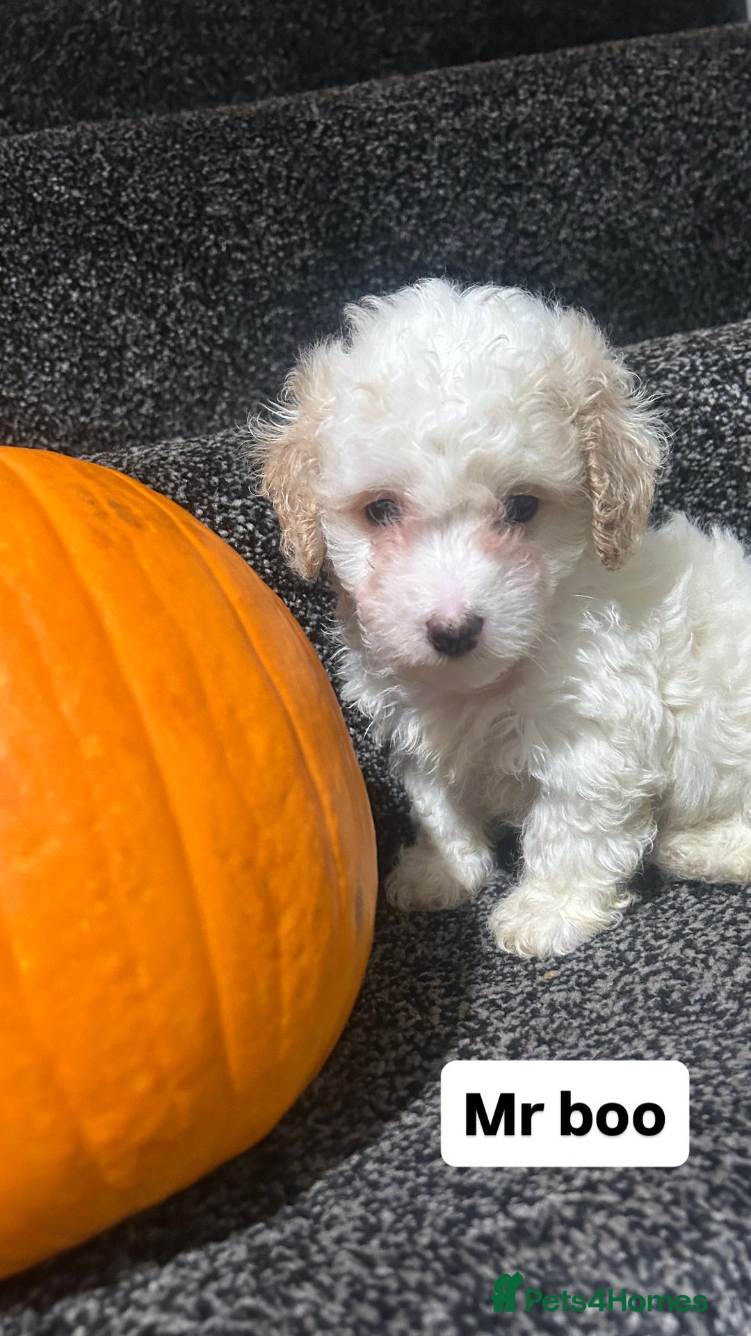 Cockapoo dogs for sale: Stunning toy cockapoo puppies  - Image 23