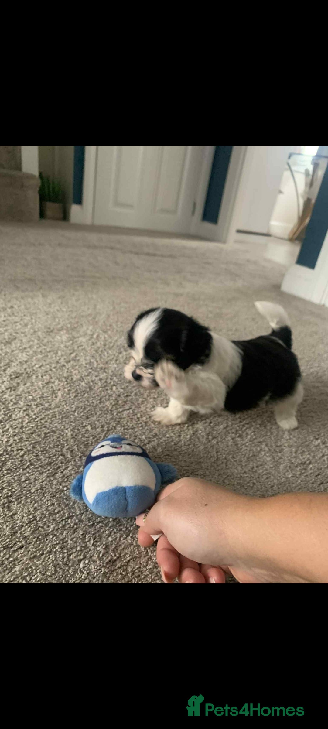 Cavapoo dogs for sale: Cavapoo puppy  - Advert 2