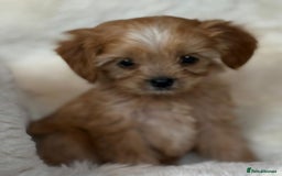 Cavapoo dogs for sale: Beautiful cavapoos - Image 4