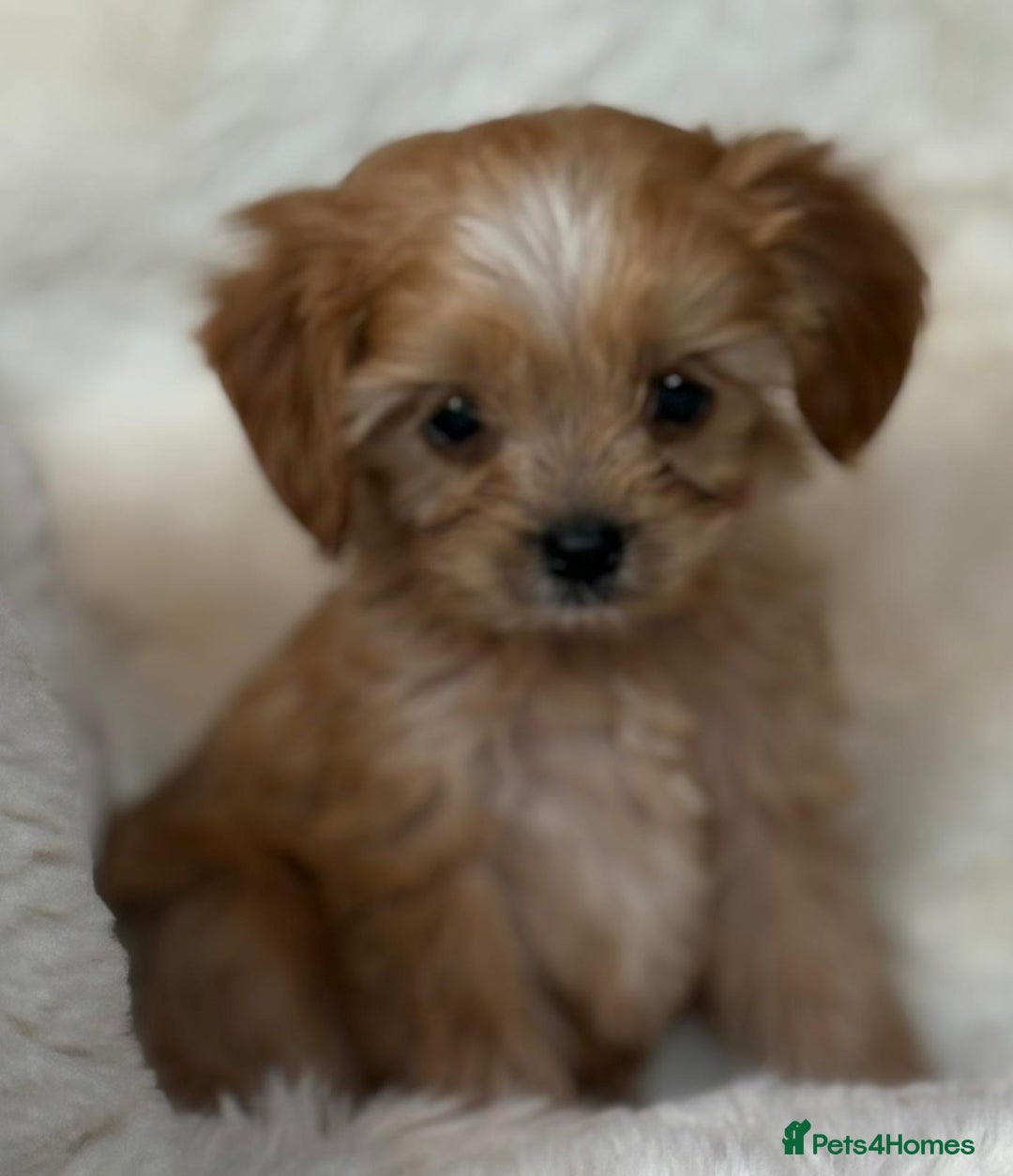 Cavapoo dogs for sale: Beautiful cavapoos - Image 4